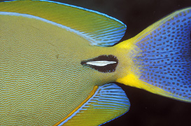 Détail de corail mou ou alcyonaire épineux – Maldives