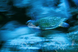 Détail de corail mou ou alcyonaire épineux – Maldives