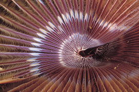 Détail de corail mou ou alcyonaire épineux – Maldives