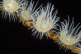 Détail de corail mou ou alcyonaire épineux – Maldives