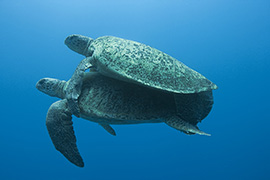 Un cachalot soufflant de l'air pour plonger - Île Maurice