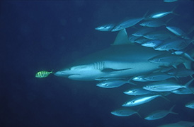 Un cachalot soufflant de l'air pour plonger - Île Maurice