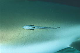 Un cachalot soufflant de l'air pour plonger - Île Maurice