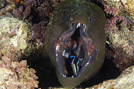 Un cachalot soufflant de l'air pour plonger - Île Maurice