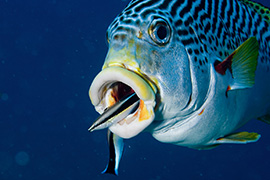 Un cachalot soufflant de l'air pour plonger - Île Maurice