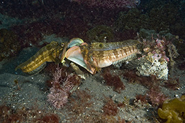 Un cachalot soufflant de l'air pour plonger - Île Maurice