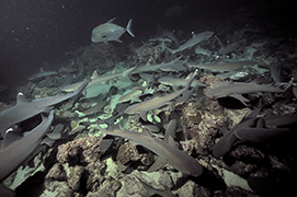 Un cachalot soufflant de l'air pour plonger - Île Maurice