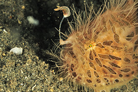 Un cachalot soufflant de l'air pour plonger - Île Maurice