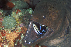 Un cachalot soufflant de l'air pour plonger - Île Maurice