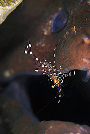 Un cachalot soufflant de l'air pour plonger - Île Maurice