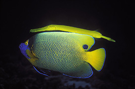 Un cachalot soufflant de l'air pour plonger - Île Maurice