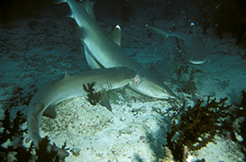 Un cachalot soufflant de l'air pour plonger - Île Maurice