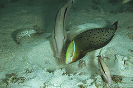 Un cachalot soufflant de l'air pour plonger - Île Maurice