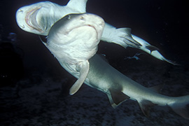 Un cachalot soufflant de l'air pour plonger - Île Maurice