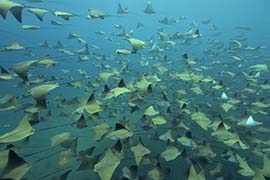 Un cachalot soufflant de l'air pour plonger - Île Maurice