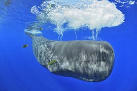 Un cachalot soufflant de l'air pour plonger - Île Maurice