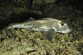 Une raie diable de mer chilien avec deux rémoras – Açores