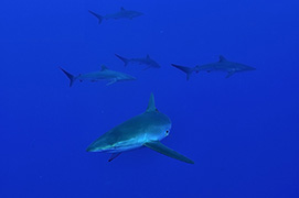 Une raie diable de mer chilien avec deux rémoras – Açores