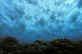 Des poissons-cochers devant une gorgone géante – Madagascar