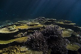 Des poissons-cochers devant une gorgone géante – Madagascar