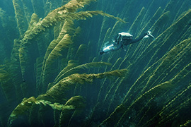 Des poissons-cochers devant une gorgone géante – Madagascar