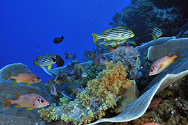 Des poissons-cochers devant une gorgone géante – Madagascar