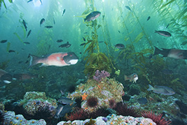 Des poissons-cochers devant une gorgone géante – Madagascar