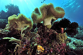 Des poissons-cochers devant une gorgone géante – Madagascar