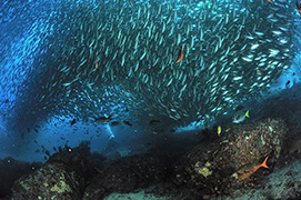 Des poissons-cochers devant une gorgone géante – Madagascar