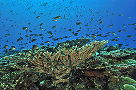 Des poissons-cochers devant une gorgone géante – Madagascar