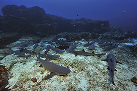 Des poissons-cochers devant une gorgone géante – Madagascar