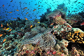 Des poissons-cochers devant une gorgone géante – Madagascar