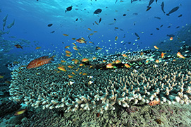 Des poissons-cochers devant une gorgone géante – Madagascar