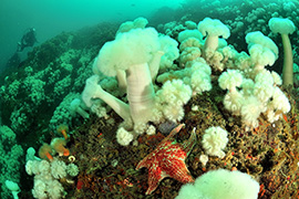 Des poissons-cochers devant une gorgone géante – Madagascar