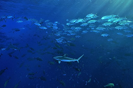 Des poissons-cochers devant une gorgone géante – Madagascar