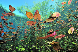 Des poissons-cochers devant une gorgone géante – Madagascar