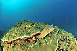 Des poissons-cochers devant une gorgone géante – Madagascar