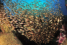 Des poissons-cochers devant une gorgone géante – Madagascar