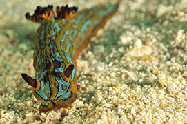 La tête d'un uranoscope à bordure blanche – Philippines