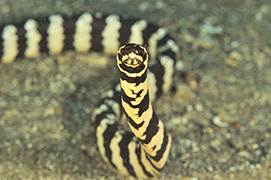 La tête d'un uranoscope à bordure blanche – Philippines