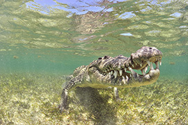 La tête d'un uranoscope à bordure blanche – Philippines