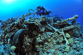 Des platax à longues nageoires devant une épave de dhoni – Maldives