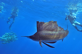 Des platax à longues nageoires devant une épave de dhoni – Maldives