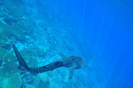 Des platax à longues nageoires devant une épave de dhoni – Maldives