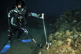 Des platax à longues nageoires devant une épave de dhoni – Maldives