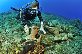 Des platax à longues nageoires devant une épave de dhoni – Maldives