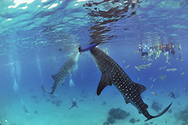 Des platax à longues nageoires devant une épave de dhoni – Maldives