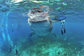 Des platax à longues nageoires devant une épave de dhoni – Maldives