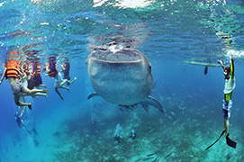 Des platax à longues nageoires devant une épave de dhoni – Maldives