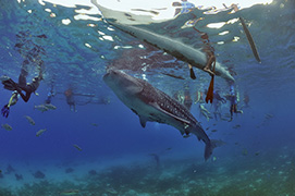 Des platax à longues nageoires devant une épave de dhoni – Maldives